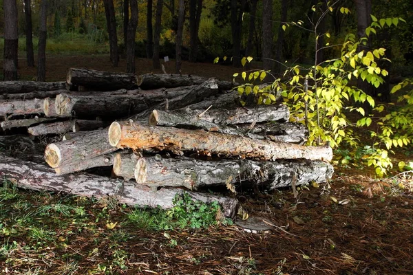 Desflorestação, troncos derrubados de pinheiros numa floresta, árvores, tocos, troncos para aquecimento, poluição, aquecimento global, alterações climáticas — Fotografia de Stock