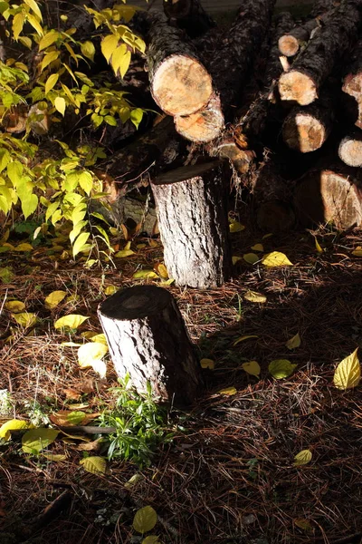 Desflorestação, troncos derrubados de pinheiros numa floresta, árvores, tocos, troncos para aquecimento, poluição, aquecimento global, alterações climáticas — Fotografia de Stock