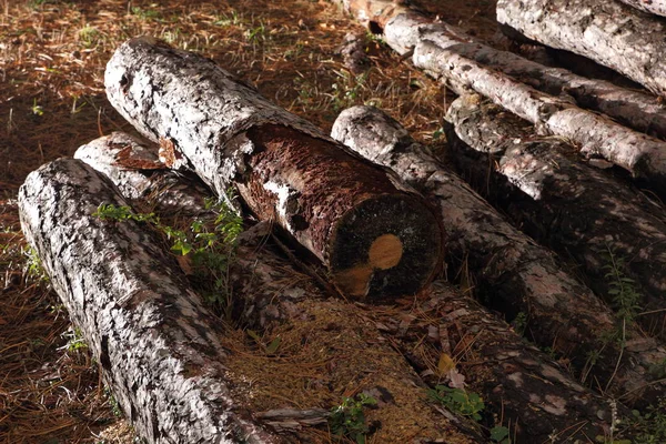 Desflorestação, troncos derrubados de pinheiros numa floresta, árvores, tocos, troncos para aquecimento, poluição, aquecimento global, alterações climáticas — Fotografia de Stock