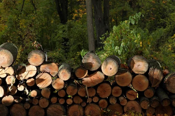 Desflorestação, troncos derrubados de pinheiros numa floresta, árvores, tocos, troncos para aquecimento, poluição, aquecimento global, alterações climáticas — Fotografia de Stock
