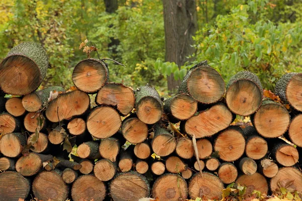 Deforestazione, tronchi di pino abbattuti in una foresta, alberi, ceppi, tronchi per riscaldamento, inquinamento, riscaldamento globale, cambiamento climatico — Foto Stock