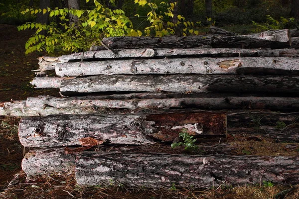 Desflorestação, troncos derrubados de pinheiros numa floresta, árvores, tocos, troncos para aquecimento, poluição, aquecimento global, alterações climáticas — Fotografia de Stock