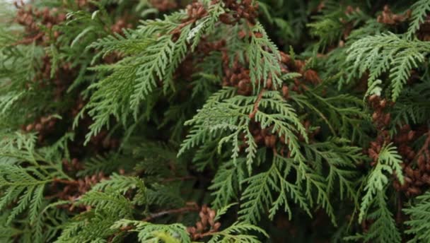 Ramas verdes de thuja en el jardín botánico — Vídeo de stock