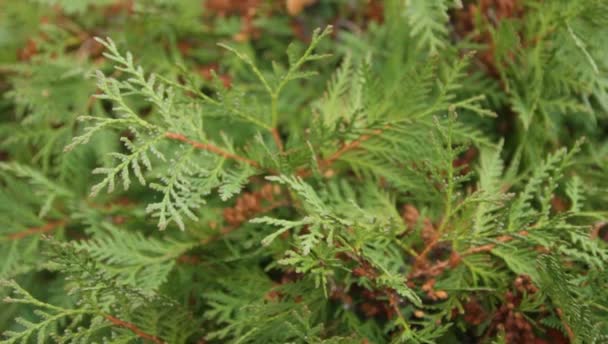 Les branches vertes de thuja dans le jardin botanique 