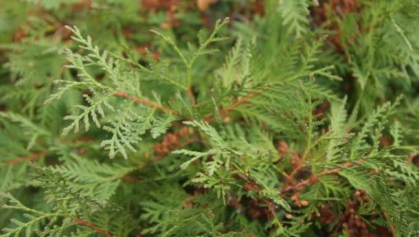 Ramas verdes de thuja en el jardín botánico — Vídeo de stock