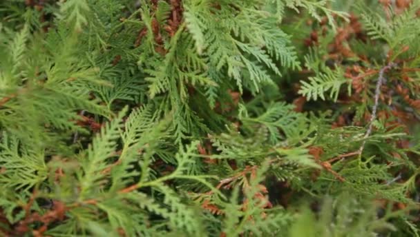 Green branches of thuja in the botanical garden — Stock Video
