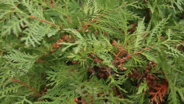 Les branches vertes de thuja dans le jardin botanique 