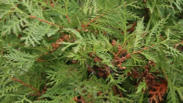 植物園に thuja の緑の枝 — ストック動画