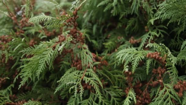 Zelené větvičky thuja v botanické zahradě — Stock video