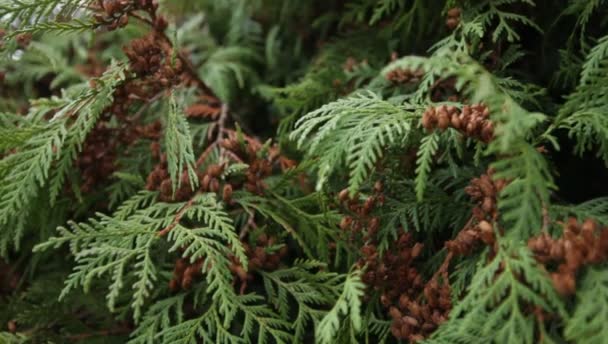 Ramas verdes de thuja en el jardín botánico — Vídeos de Stock