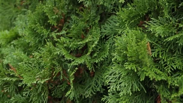 Ramos verdes de thuja no jardim botânico — Vídeo de Stock