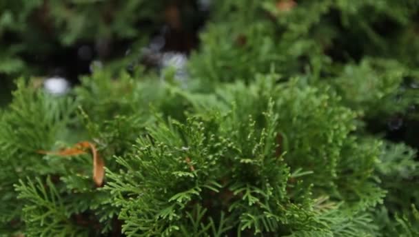 Les branches vertes de thuja dans le jardin botanique 