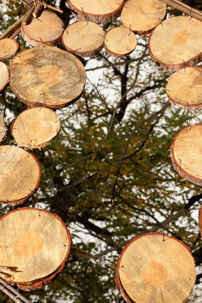 Wooden circles hanging on a tree, art design made of wooden circles, wooden texture on a background of an autumn park