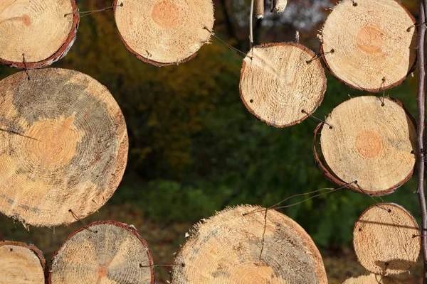 Fából készült körök lóg a fán, art design készült fa körök, fából készült textúra a háttér egy őszi Park — Stock Fotó