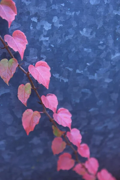 Multi Gekleurde Herfstbladeren Close Met Druppels Water Retro Stijl — Stockfoto