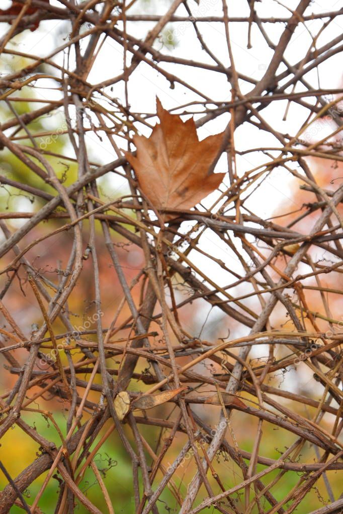 Dry vine and dry leaves against the background of autumn park for designer