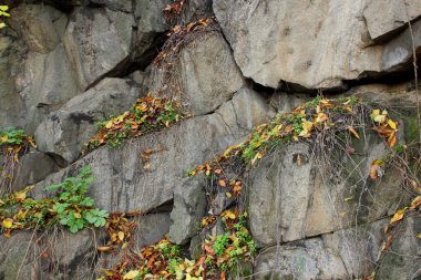 Granit arka plan, taş, soyut taş doku, çevre sorunları, tektonik plaka kırık, deprem sonuçları, bitkilerde Granit kayalar içinde çatlaklar