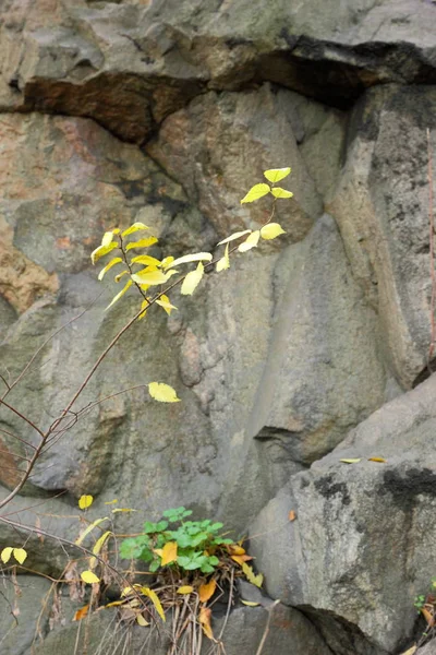 Granite Background Plants Stone Abstract Stone Texture Environmental Problems Tectonic — Stock Photo, Image