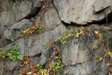 Granit arka plan, taş, Soyut taş doku, çevre sorunları, tektonik plaka kırık, deprem sonuçları, bitkilerde granit kayalar, granit desen çatlaklar