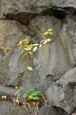 Granit arka plan, taş, Soyut taş doku, çevre sorunları, tektonik plaka kırık, deprem sonuçları, bitkilerde granit kayalar, granit desen çatlaklar