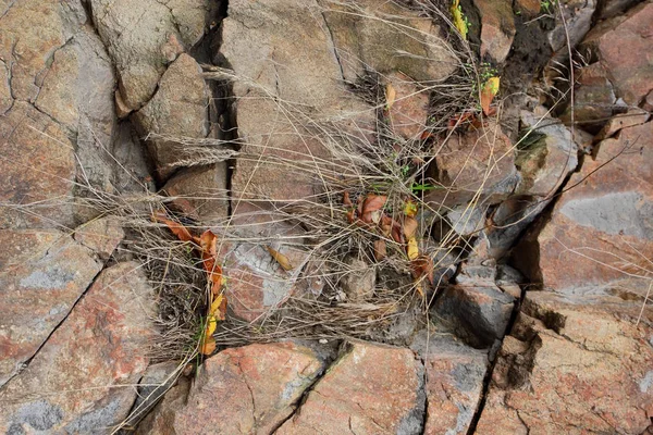 Granite background, plants in stone, abstract stone texture, environmental problems, tectonic plate fracture, earthquake consequences, cracks in granite rocks, granite pattern — Stock Photo, Image