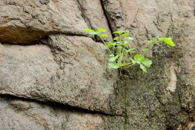 Granit arka plan, başka bir gezegenden, Mars yüzeyinde doku, taş tasarımcı, kahverengi deseni dünya dışı yaşam, granit, gelecekten gelen doku, Minimalizm, granit desen için arka plan