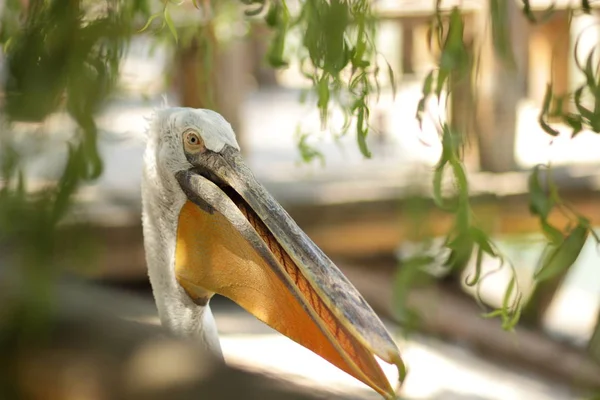 Pelicano, retrato de um pelicano close-up, vista pássaro — Fotografia de Stock