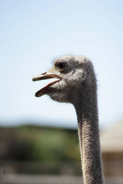 Avestruz, cabeça de avestruz, olho de pássaro, um retrato de avestruz num fundo desfocado, um pássaro selvagem — Fotografia de Stock