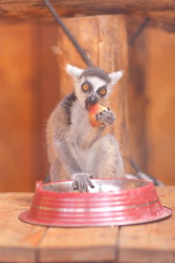 Lemur, bir lemur yiyor bir kafes, komik bir canavar, bir Hayvanat Bahçesi, hayvan koruma, nesli tükenmekte olan hayvan türleri, uzun bir kuyruk, bulanık bir arka plan üzerinde bir lemur