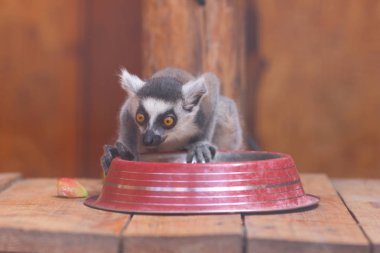 Lemur, bir lemur yiyor bir kafes, komik bir canavar, bir Hayvanat Bahçesi, hayvan koruma, nesli tükenmekte olan hayvan türleri, uzun bir kuyruk, bulanık bir arka plan üzerinde bir lemur