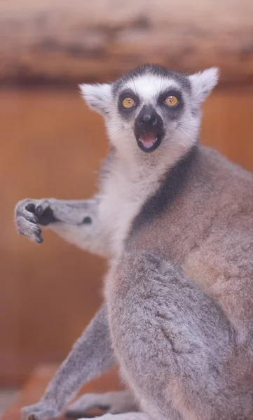 Lemur Lemur Zjada Klatce Zabawny Zwierzę Zoo Ochrony Zwierząt Zagrożonych — Zdjęcie stockowe