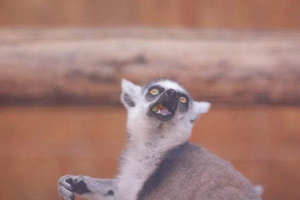 Lémur Lémur Come Una Jaula Una Bestia Divertida Zoológico Protección — Foto de Stock
