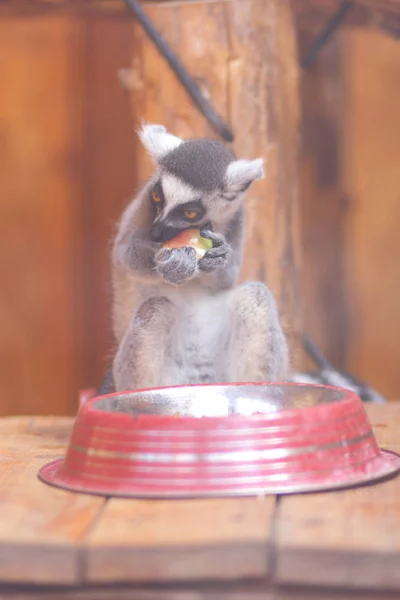 Lémurien Lémurien Mange Dans Une Cage Une Bête Drôle Zoo — Photo