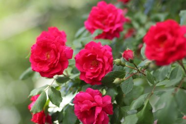 Sevgililer günü, pembe Gül, Mart 8, tebrik kartı tatil, doğal arka plan, çiçekli pembe çiçekler pop sanat tarzı, sanat