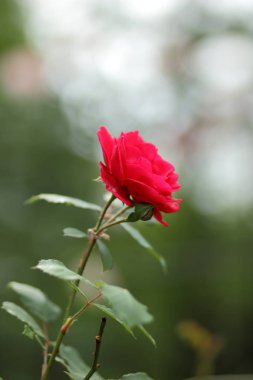 Sevgililer günü, pembe Gül, Mart 8, tebrik kartı tatil, doğal arka plan, çiçekli pembe çiçekler pop sanat tarzı, sanat