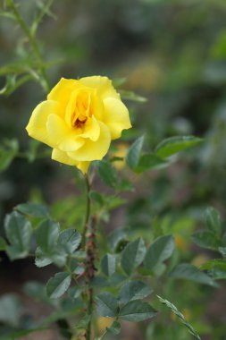 Sevgililer günü, pembe Gül, Mart 8, tebrik kartı tatil, doğal arka plan, çiçekli pembe çiçekler pop sanat tarzı, sanat