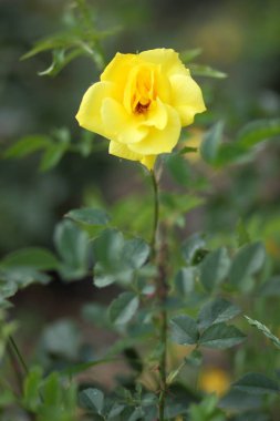 Sevgililer günü, pembe Gül, Mart 8, tebrik kartı tatil, doğal arka plan, çiçekli pembe çiçekler pop sanat tarzı, sanat