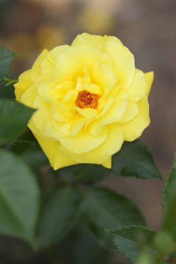 Sevgililer günü, pembe Gül, Mart 8, tebrik kartı tatil, doğal arka plan, çiçekli pembe çiçekler pop sanat tarzı, sanat