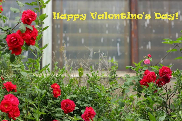 Valentine Day Roses Garden Greeting Card Flowers Holiday Declaration Love — Stock Photo, Image