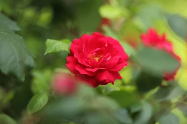 San Valentín Rosas Rosadas Marzo Tarjeta Felicitación Con Flores Vacaciones —  Fotos de Stock