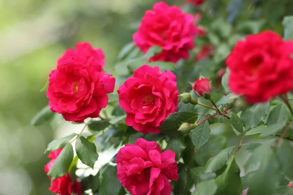 Ημέρα Του Αγίου Βαλεντίνου Ροζ Τριαντάφυλλα Μαρτίου Ευχετήρια Κάρτα Λουλούδια — Φωτογραφία Αρχείου