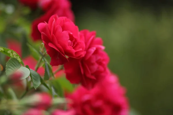 Walentynki Różowe Róże Marca Kartkę Życzeniami Kwiatami Wakacje Naturalnego Tła — Zdjęcie stockowe