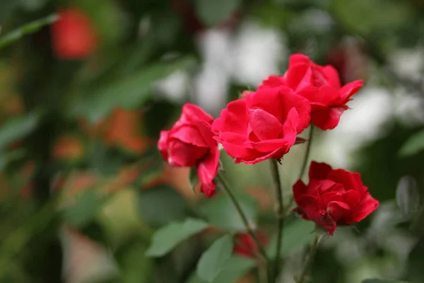 Walentynki Różowe Róże Marca Kartkę Życzeniami Kwiatami Wakacje Naturalnego Tła — Zdjęcie stockowe