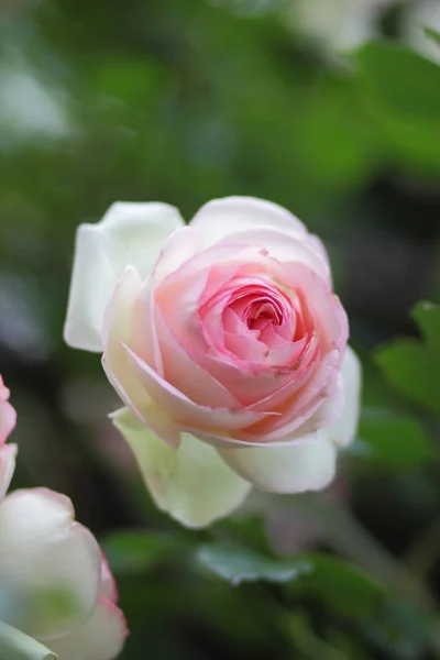 Saint Valentin Roses Roses Mars Carte Voeux Avec Fleurs Vacances — Photo