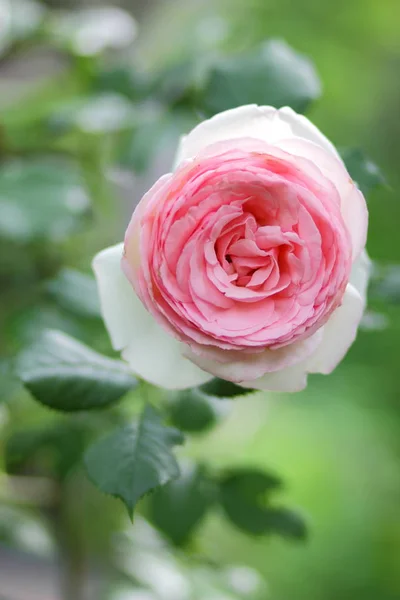День Святого Валентина Розовые Розы Марта Открытки Цветами Праздник Природный — стоковое фото