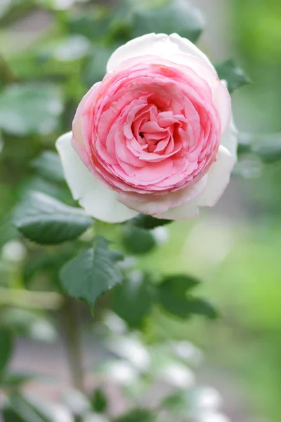 День Святого Валентина Розовые Розы Марта Открытки Цветами Праздник Природный — стоковое фото