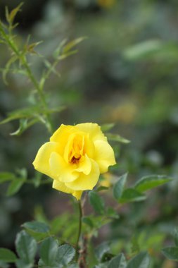 Sevgililer günü, Sarı Gül, Mart 8, tatil, doğal arka plan, pop sanat tarzı, minimalizm, sanat sarı çiçek çiçekli tebrik kartı