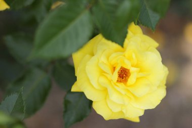 Sevgililer günü, Sarı Gül, Mart 8, tatil, doğal arka plan, pop sanat tarzı, minimalizm, sanat sarı çiçek çiçekli tebrik kartı