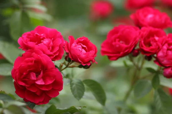 Alla Hjärtans Dag Röda Rosor Mars Gratulationskort Med Blommor Semester — Stockfoto