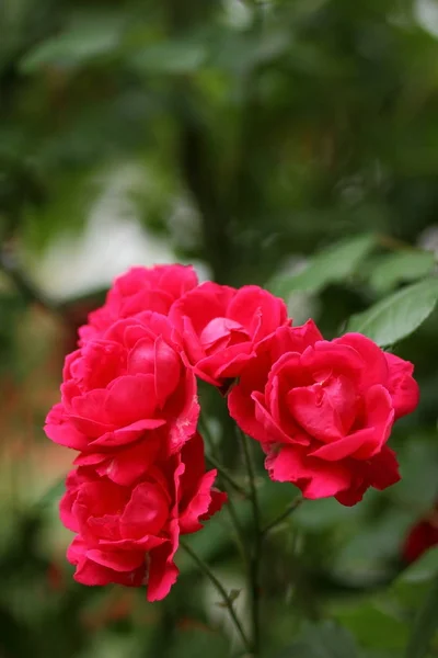 Ημέρα Του Αγίου Βαλεντίνου Κόκκινα Τριαντάφυλλα Μαρτίου Ευχετήρια Κάρτα Λουλούδια — Φωτογραφία Αρχείου